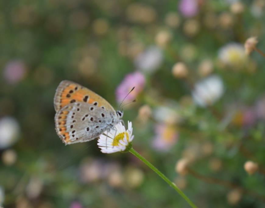 Nature, butterflies and flowers at Kanatal, Uttarakhand, India