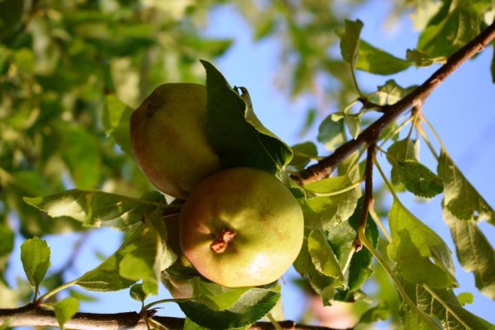 pluck-and-eat-apples-kanatal-uttarakhand-india