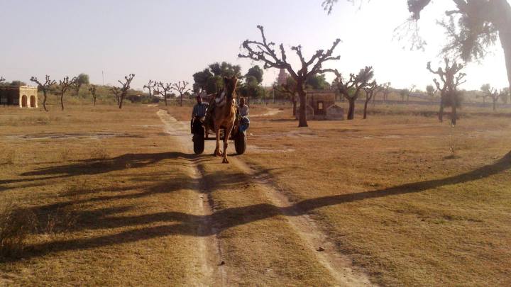 Camel cart, Churu, Rajasthan, India