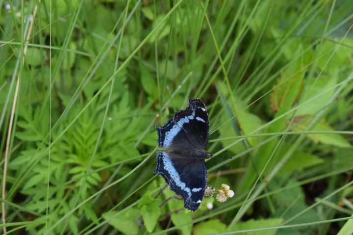 Butterfly in Sikkim