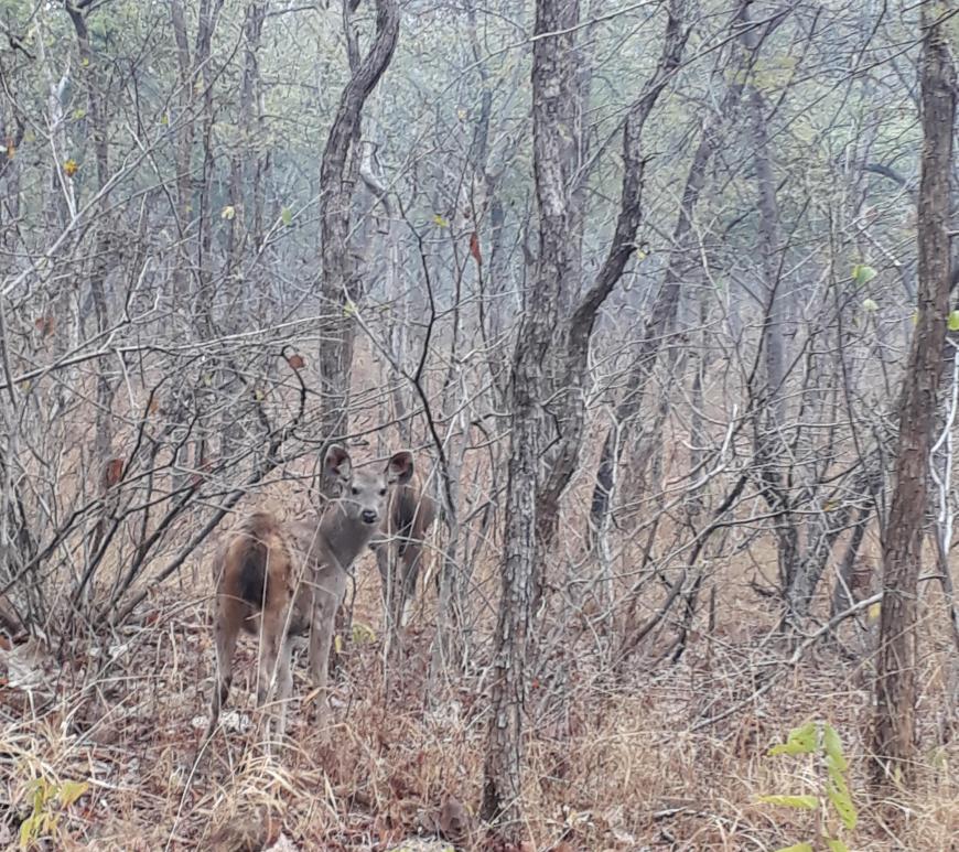 Sambar Fawns, Panna Tiger Reserve, Madhya Pradesh, India