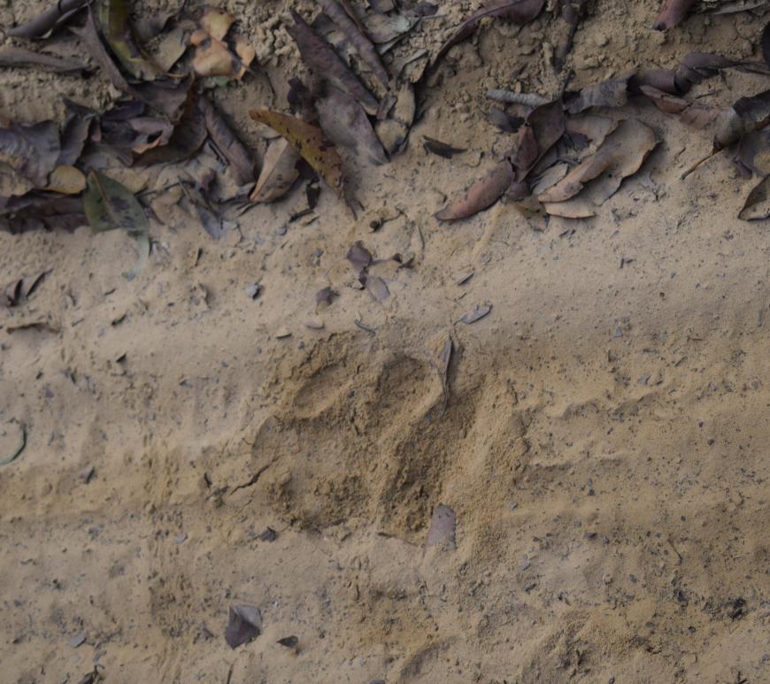 Spotting the tiger's pug marks, Jim Corbett National Park, Uttarakhand, India